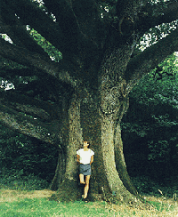 le chêne de mauleon, connaissance et respect de l'arbre
